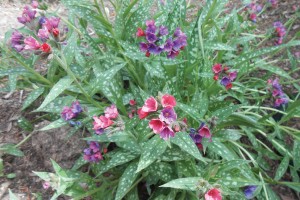 Pulmonaria Raspberry Splash 21