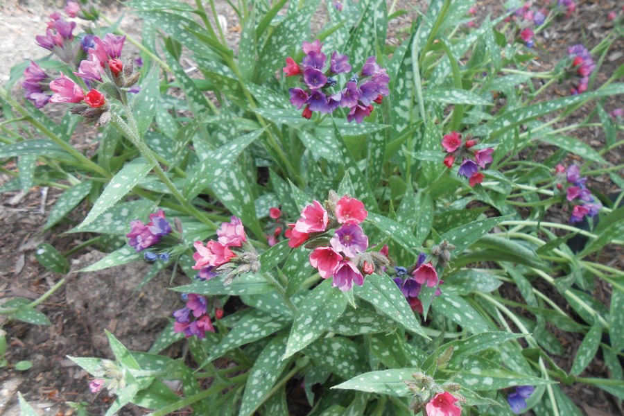 Pulmonaria Raspberry Splash 50