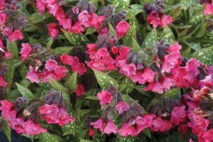 Pulmonaria Shrimps on the Barbie 21