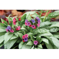 Pulmonaria Silver Bouquet 50