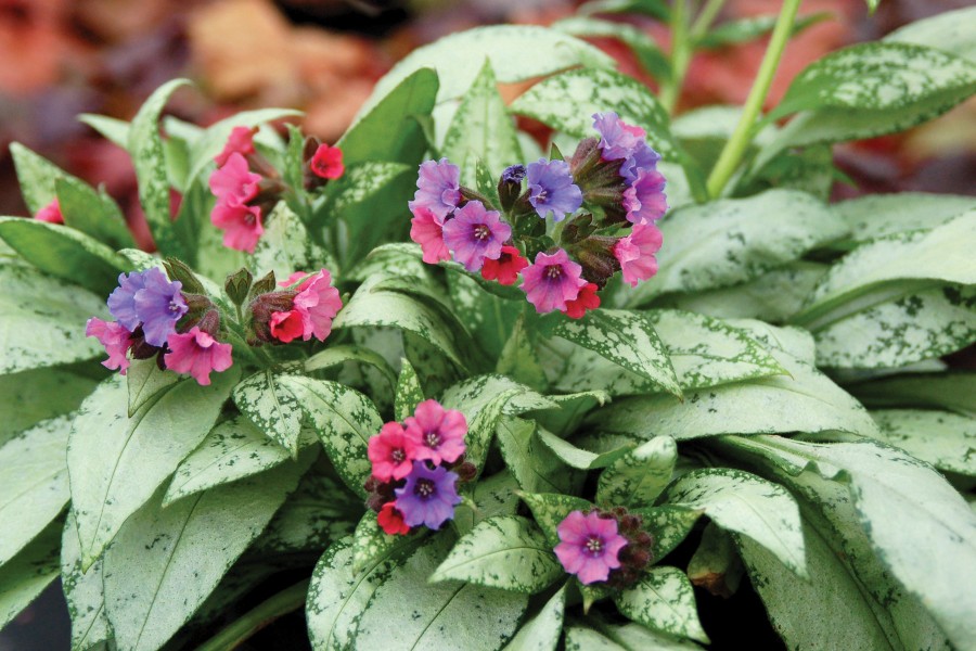 Pulmonaria Silver Bouquet 50