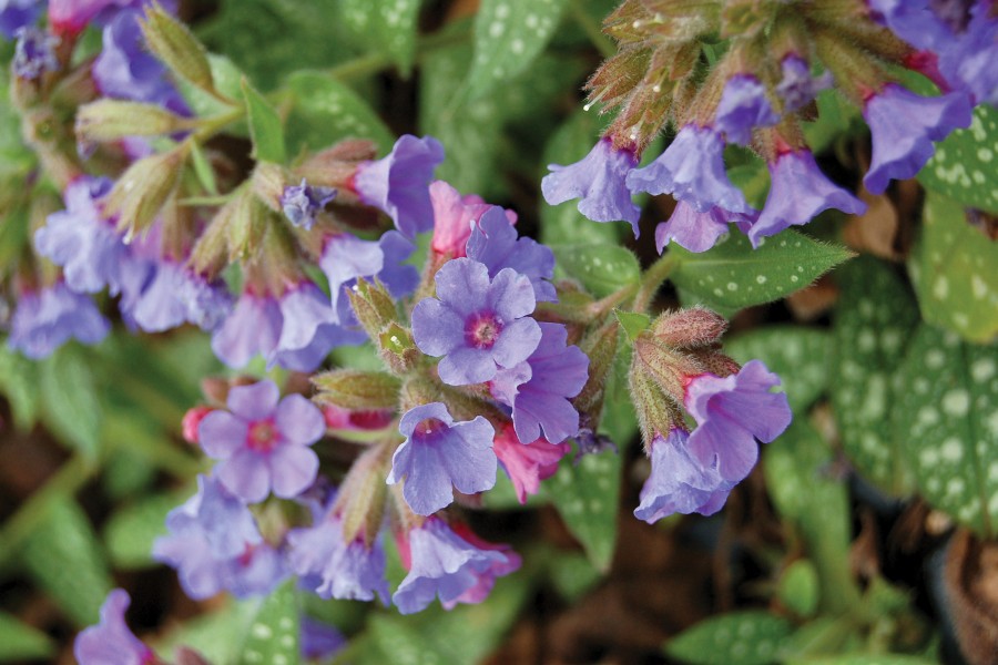 Pulmonaria Trevi Fountain 21