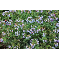 Pulmonaria Twinkle Toes 21