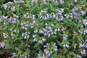 Pulmonaria Twinkle Toes 21