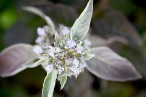Pycnanthemum Smokey Mountain Mint 72