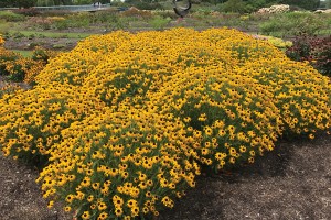 Rudbeckia