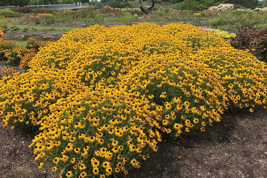 Rudbeckia American Gold Rush 72