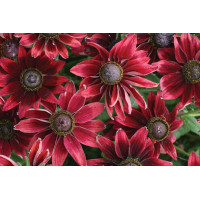 Rudbeckia Cherry Brandy 50