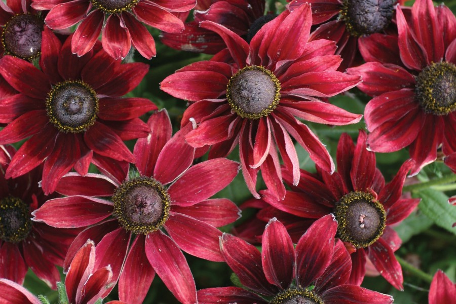 Rudbeckia Cherry Brandy 21