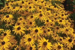 Rudbeckia Goldblitz 21