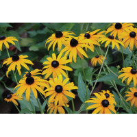 Rudbeckia Goldsturm 72