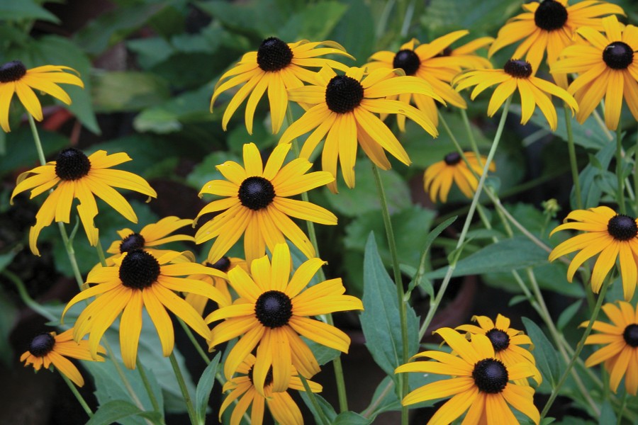 Rudbeckia Goldsturm 21