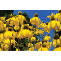 Rudbeckia Herbstonne 50