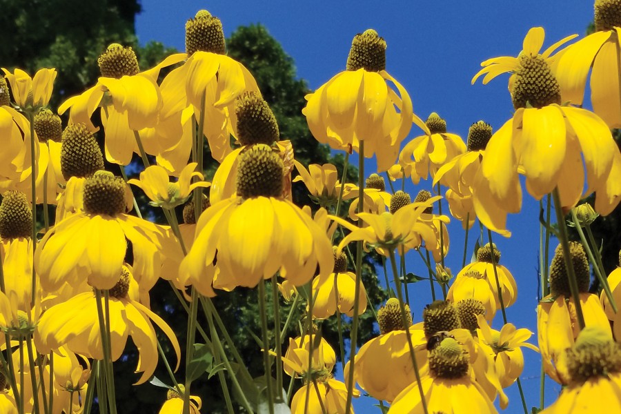 Rudbeckia Herbstonne 50