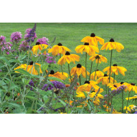 Rudbeckia Indian Summer 50