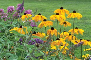 Rudbeckia Indian Summer 21