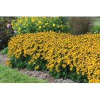 Rudbeckia Little Goldstar 72