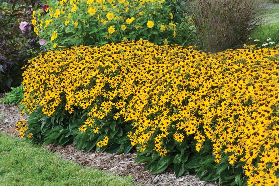 Rudbeckia Little Goldstar 21