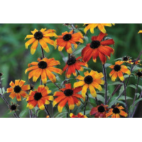 Rudbeckia Prairie Glow 21