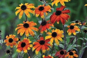 Rudbeckia Prairie Glow 21