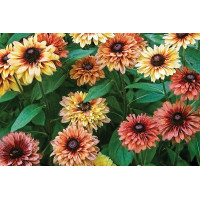 Rudbeckia Sahara 50