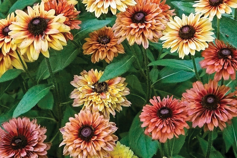 Rudbeckia Sahara 21