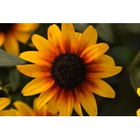 Rudbeckia Suntacular 72