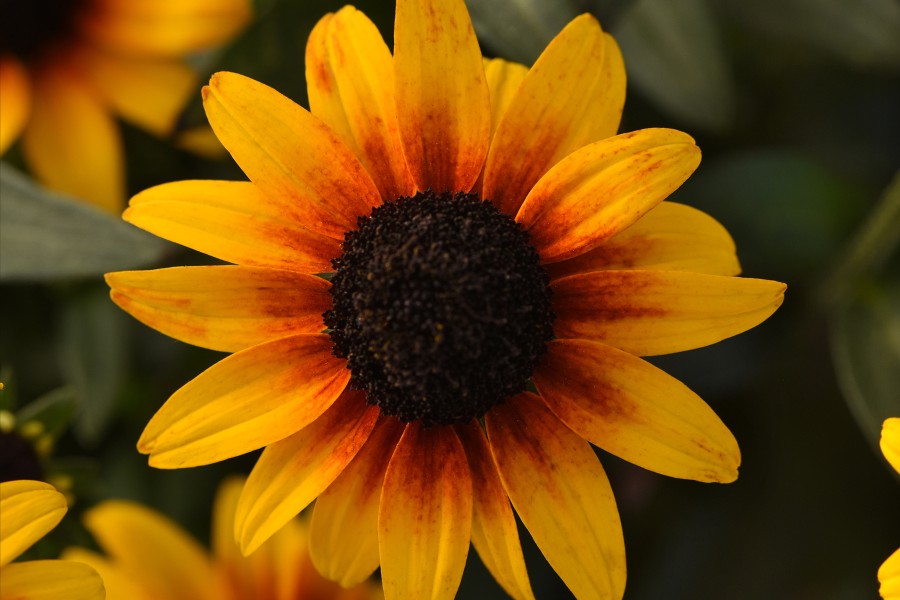 Rudbeckia Suntacular 72