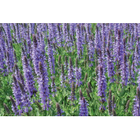 Salvia Blue Hill 72