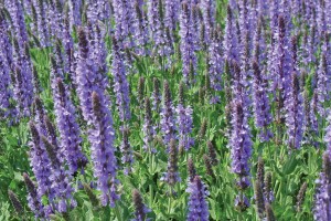 Salvia Blue Hill 21