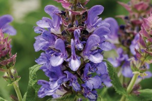 Salvia Blue Marvel 21