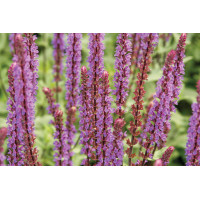 Salvia Caradonna 72