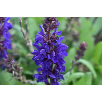 Salvia Dark Matter 72