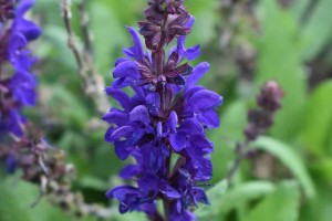 Salvia Dark Matter 21