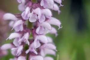 Salvia Feathers Flamingo 21