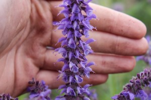 Salvia Feathers Peacock 21