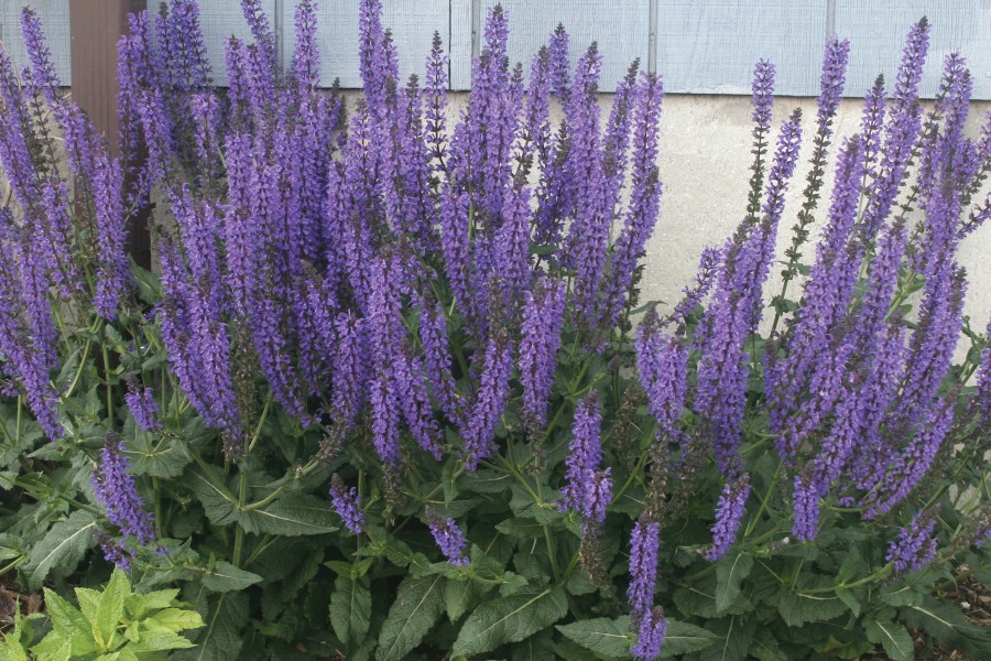 Salvia May Night 72