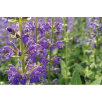 Salvia Sallyrosa April Night 72