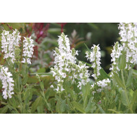 Salvia Snow Hill 21
