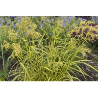 Scirpus Stars and Stripes 72