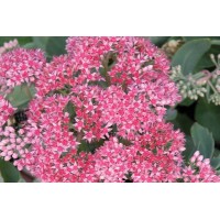 Sedum Abbeydore 21