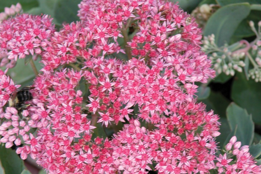 Sedum Abbeydore 21