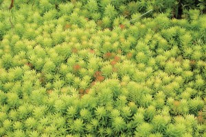 Sedum, Stonecrop