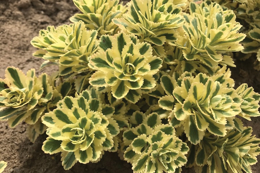 Sedum Atlantis 21