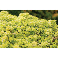 Sedum Aurea 21