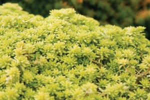 Sedum Aurea 21