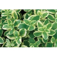 Sedum Autumn Charm 21