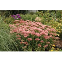 Sedum Autumn Fire 21