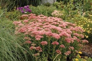 Sedum Autumn Fire 21