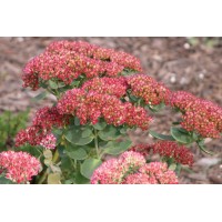 Sedum Autumn Joy 21